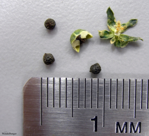 Against a white surface we see four seeds and a dry capsule. Each seed is dry and measure less than 1/8 of an inch. A metal ruler provides a size reference. 