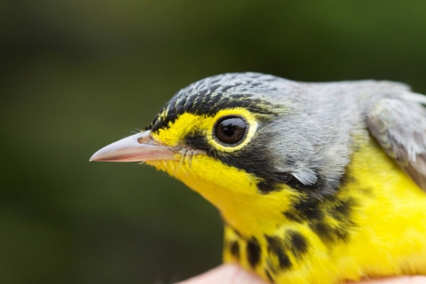 Close-up of a bird with a bright yellow chest and black cap
