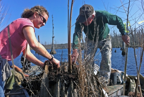 Left, Colette DeGarady and right, Furman Long from The Nature Conservancy plant a cypress sapling inside an old cypress stump at Washo Reserve in South Carolina. Photo by Neil Jordan, Open Space Institute