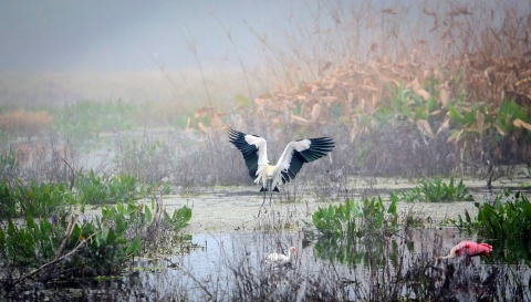 A wood stork lands in a wetland restored in 2021 at Corkscrew Swamp Sanctuary. This sanctuary is the historical site of the largest nesting colony of wood storks in the nation. 