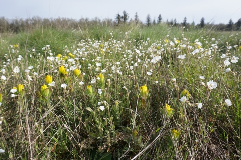 Prairie with white and yellow flowers and coniferous trees in the distance
