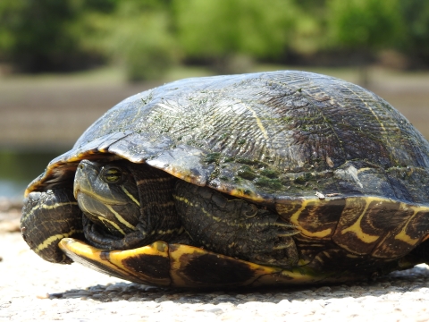 Red-eared slider turtle on the ground.