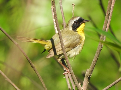 Common yellowthroat perched on a shrub.