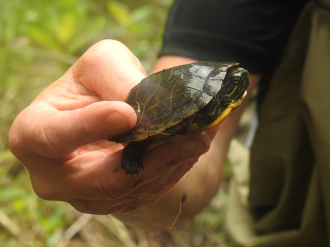 Juvenile red earred slider, a type of turtle, being held by a biologist.