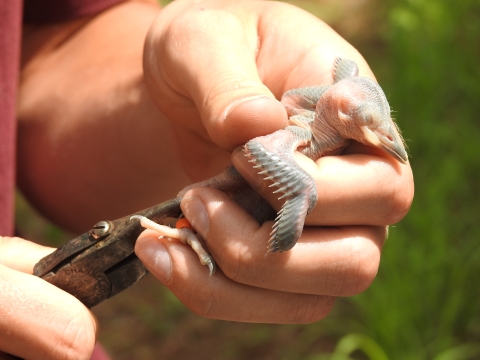 Red-cockaded woodpecker chick held gently while being banded.