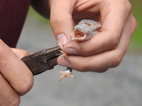An RCW chick crying while being banded. The person banding it is gently holding it while closing a small metal band around its leg with a pair of pliers.