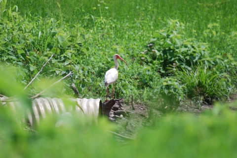 White ibis standing on woody debris.