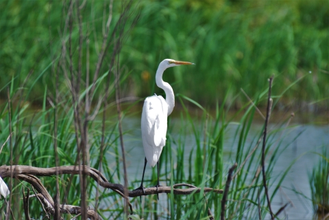 Great egret standing on dead woody debris, overlooking a swamp.