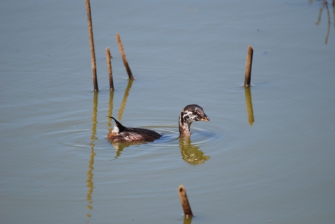 Pied-billed grebe swimming in water.