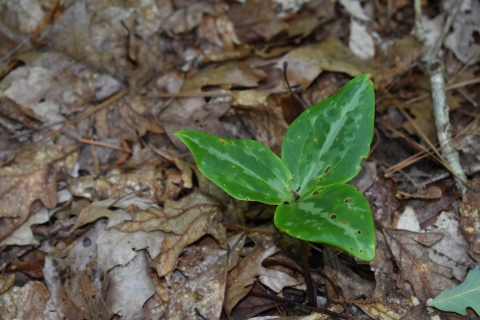 green plant among brown leaves