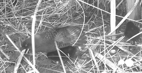 Black and white image of a banded bird on the ground.