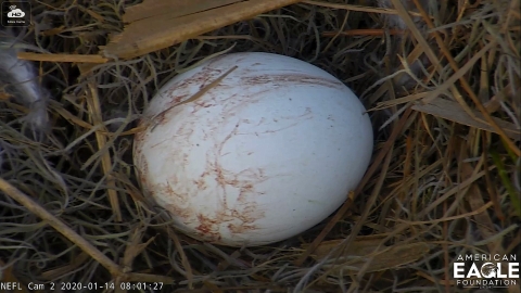 Close up of an eagle egg in a nest