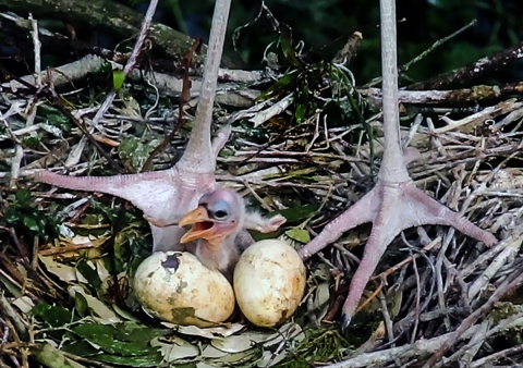 Center, a just hatched wood stork chick surrounded by two eggs and a parent's feet. Nests are generally 3-4 feet wide by 8 inches deep and have a shallow interior depression for the eggs. 