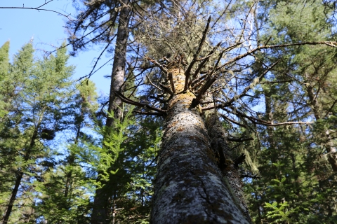 A dead tree leans against live conifer trees