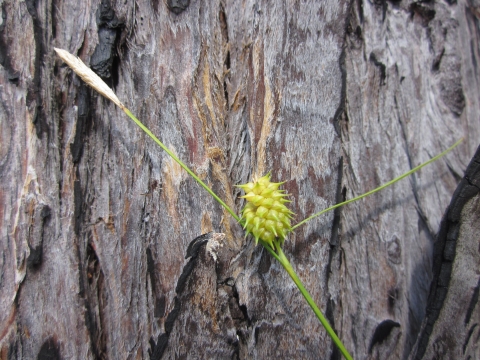 Grass blade with a yellow sphere against tree bark.