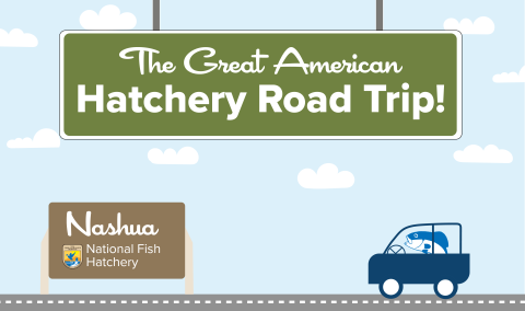 A graphic of a light blue sky with puffy clouds. A green highway sign hangs from the top and reads "The Great American Hatchery Road Trip." At the bottom, a fish drives a blue car along a road toward a brown sign with the USFWS logo and text that reads "Nashua National Fish Hatchery."