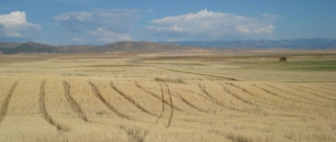 Field of hay on refuge 