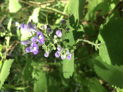 green plant with purple blossoms