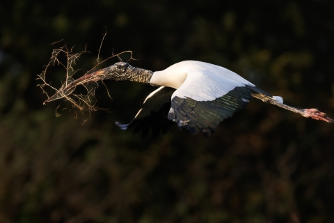 A side view of a wood stork in flight with nesting material consisting of woody stems in its beak.