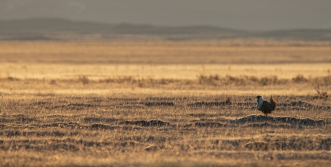 Greater sage-grouse standing in an open field.