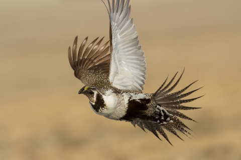 A white and brown bird mid-flight.