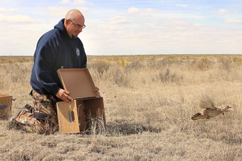  Biologist Jonathan Reitz releases a female lesser prairie chicken from a transport box. 