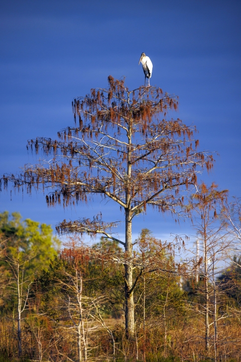 A single adult stork roosts in a cypress tree in the early morning light at the Pine Glades Natural Area, west of Jupiter, Fla. 