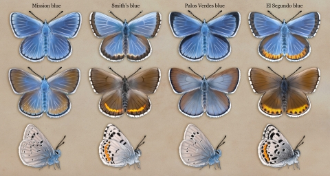 illustration of four blue male and female butterflies