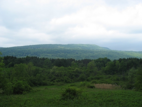 a view of a green, forested landscape with an overcast sky