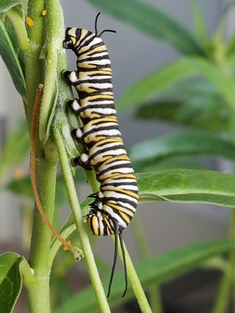 A monarch caterpillar munches on a plant in a pollinator garden