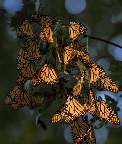 Orange and black butterflies hang in a group on a tree.