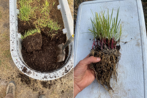 Oregon semaphore grass is grown in the greenhouse in tubs all year and then split into smaller clumps prior to planting