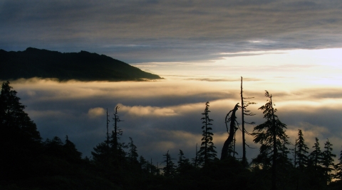 trees and mountains rise above fog in low light