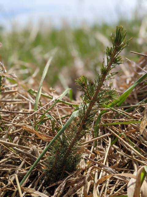 small tree seedling in a bed of dead grass