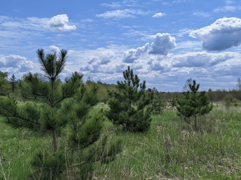 Maturing red pine trees in a grassy field with a blue sky and scattered clouds.