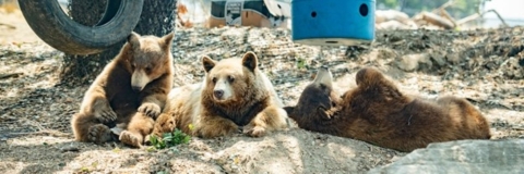 Three black bears in an enclosure