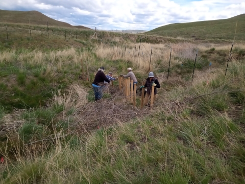 People assembling a series of wooden posts in a stream bed in a grassy area