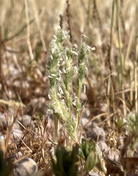 A spiky green plant rises among dry grass