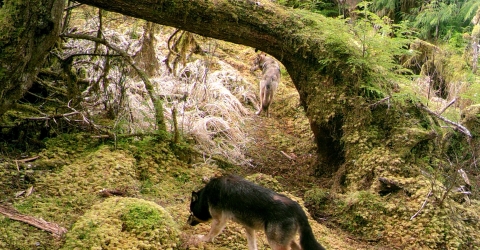 a dark wolf moving through mossy trees