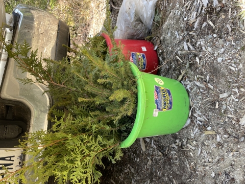 Two buckets on the ground full of tree saplings 