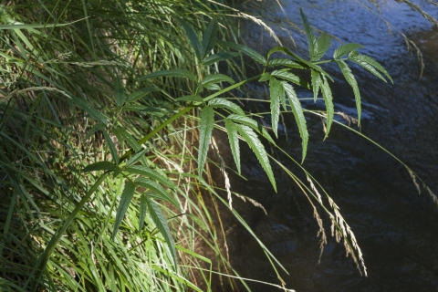 Spotted water hemlock leaves