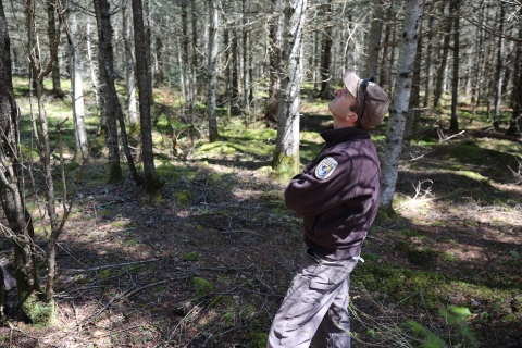 A person in uniform stands in a forest looking up