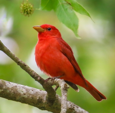 Bright red bird stands on tree branch