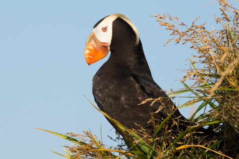 Profile of a tufted puffin perched on the edge of a grassy cliff.
