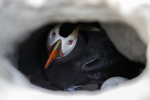 a tufted puffin looks out from a burrow