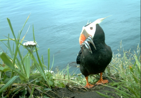 A tufted puffin stands near a burrow entrance with fish in its beak.