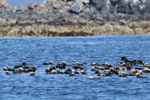 A group of tufted puffins floating together on the ocean near an island.