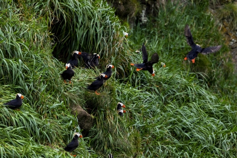 Several black birds with orange and white heads on a steep grassy hill near burrow openings