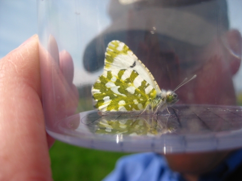 A biologist examines an island marble butterfly up close in a jar