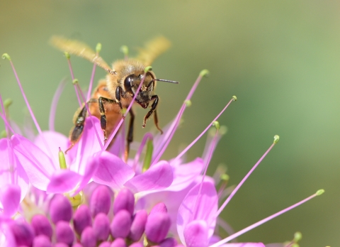 A black and yellow honey bee stands on a vivid pink flower